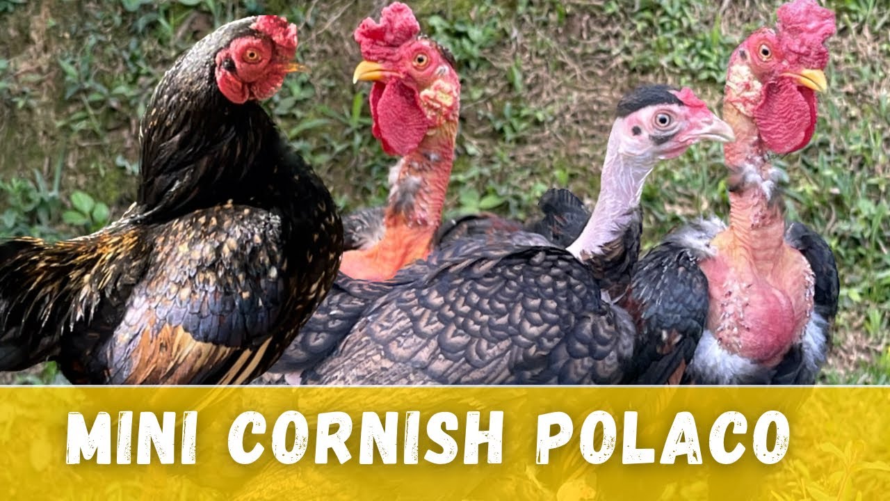 MINI CORNISH POLACO #AVES #GALINHA #GALINHASORNAMENTAIS