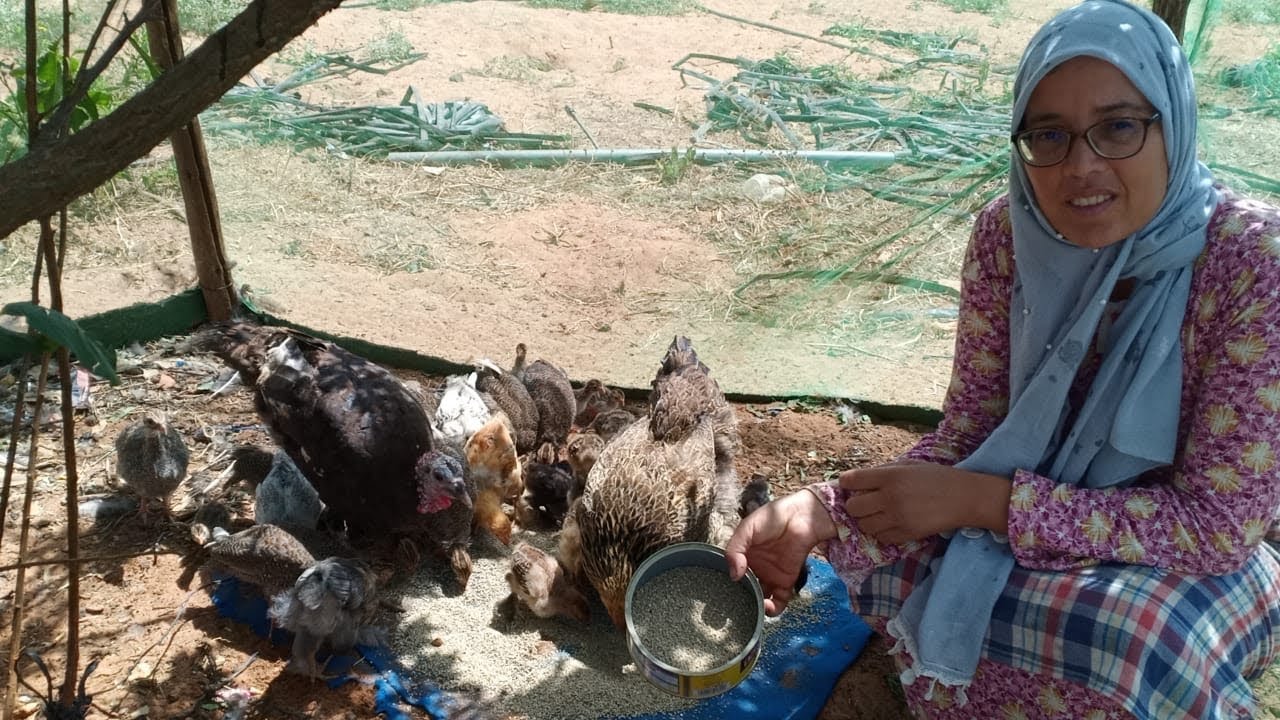فوج جديدمن كتاكيت الحجل مع خليط تاني من السلالات🐥🦃🐔🦆شنو العلف لكاياكلو من اليوم  1️⃣والتمن ديالو