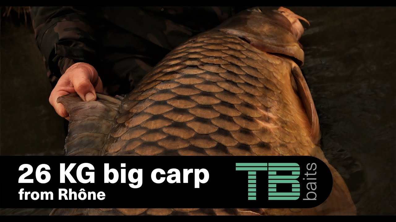26 KG! Big carp fishing Rhône river! TOMÁŠ BLAŽEK a JIRKA NOVOTNÝ