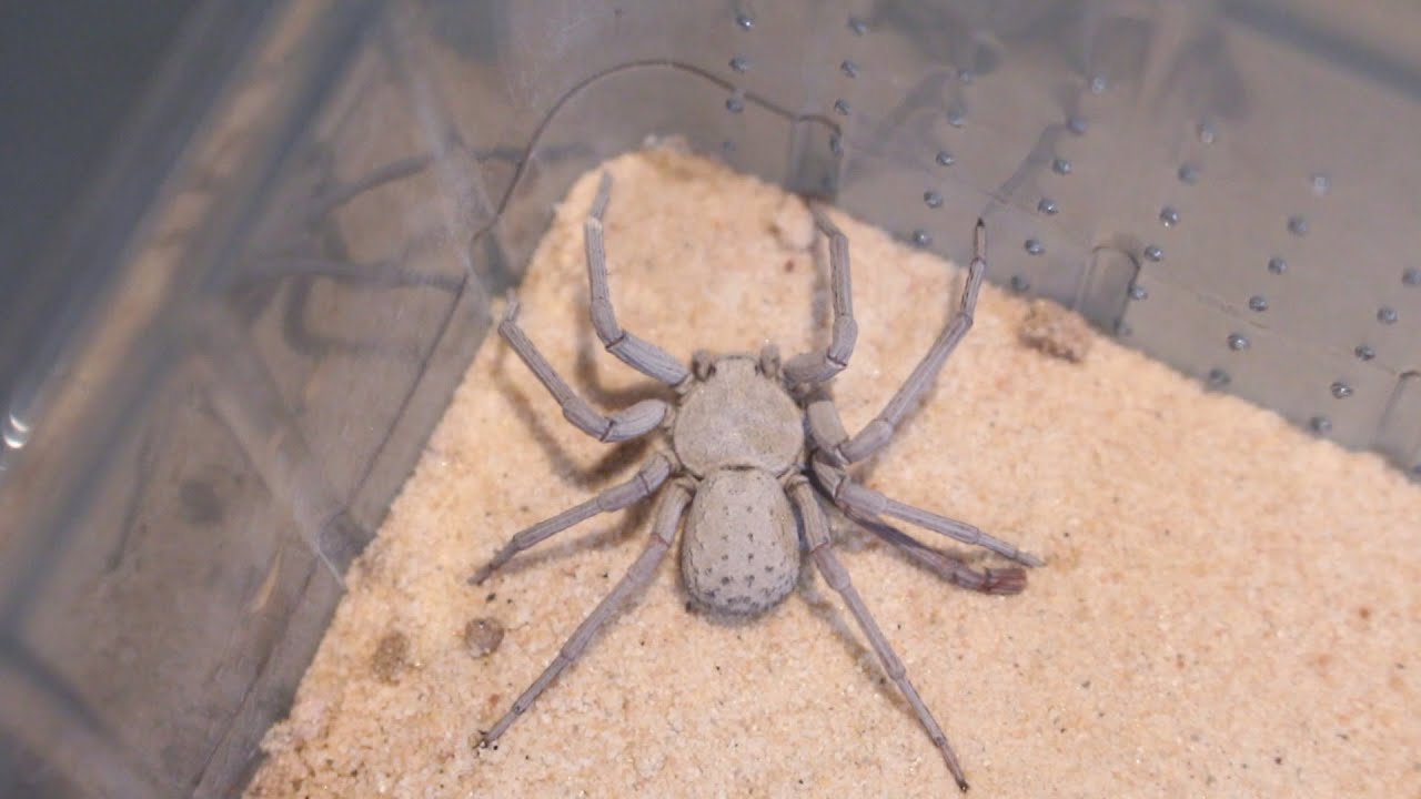 🕷 ☠Sicarius terrosus - Una araña de uno de los géneros más venenosos del planeta ☠🕷