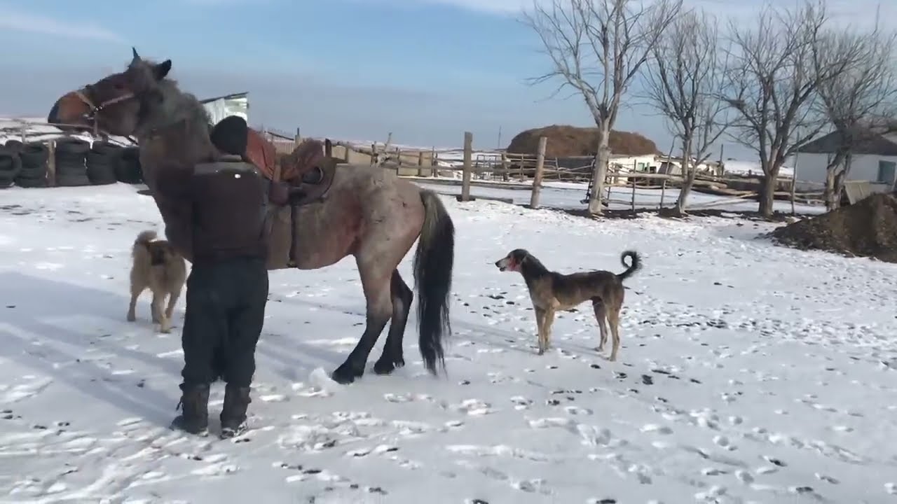 Заезжали жеребца! Айгыр