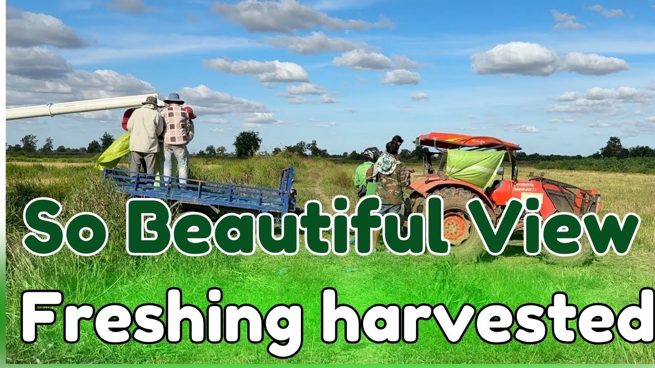Amazing View Rice Field Harvest Season