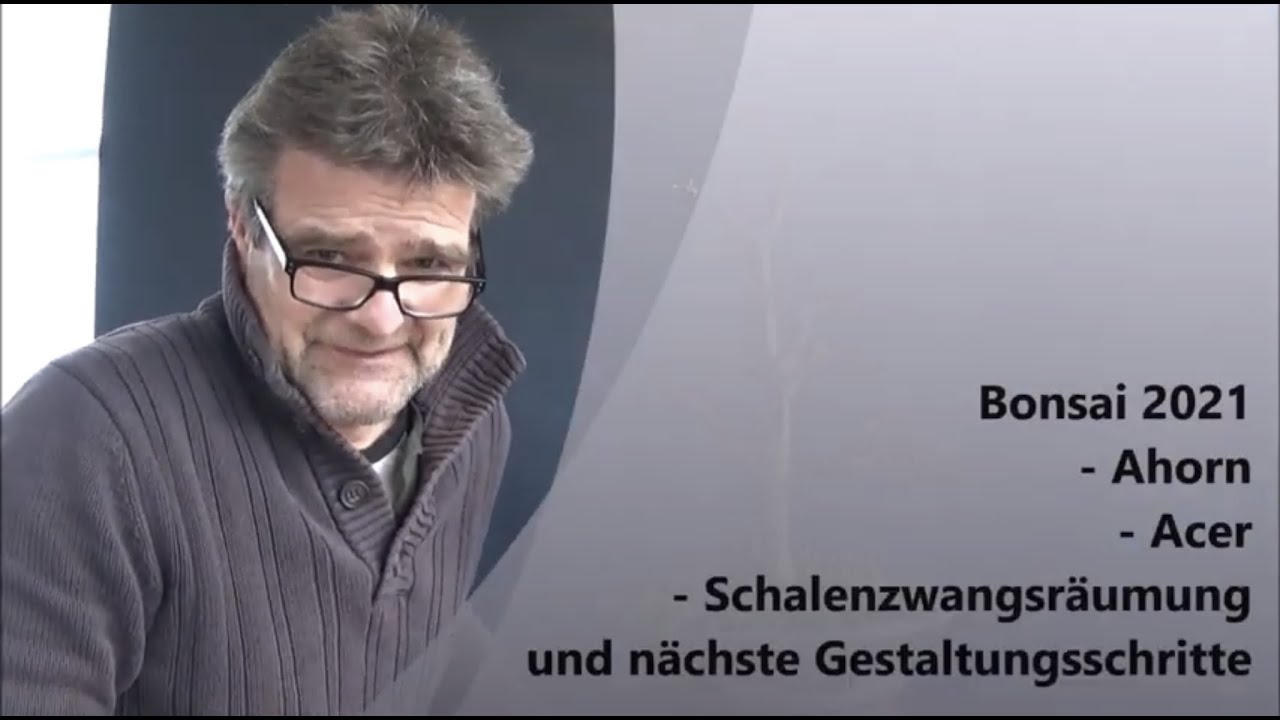 Bonsai 2021-15 - Ahorn - Acer - Schalenzwangsräumung und nächste Gestaltungsschritte