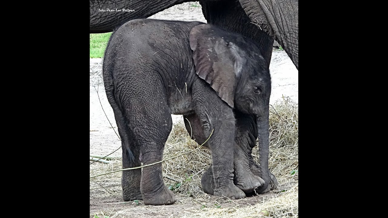 Bumi, baby elephant 5 days old at Ouwehands Dierenpark