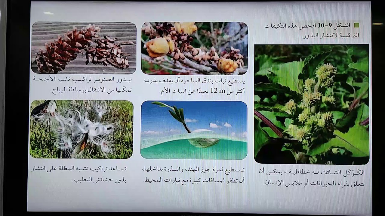 النباتات الوعائية البذرية