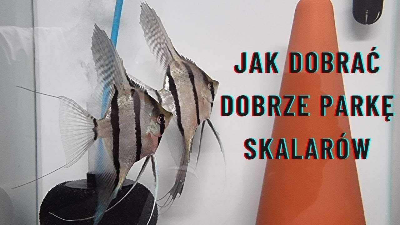 Jak prawidłowo dobierać skalary w pary by uzyskać ładny narybek