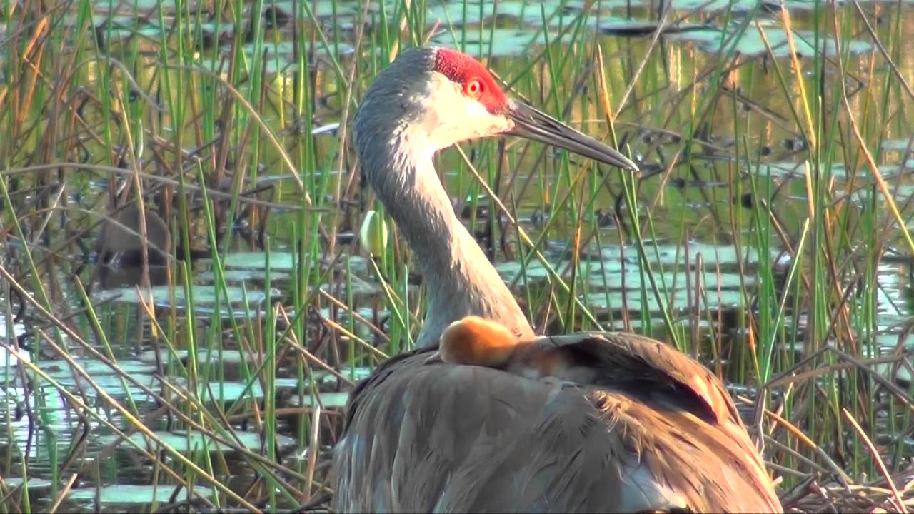 Sandhill Crane with Baby