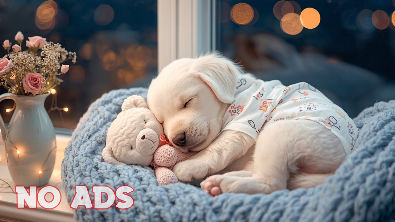 12 Hours Soft Calming Music for Dogs 🐾 New Puppy Night Calm 🏠 Gentle Bedtime 🌙 No Ads