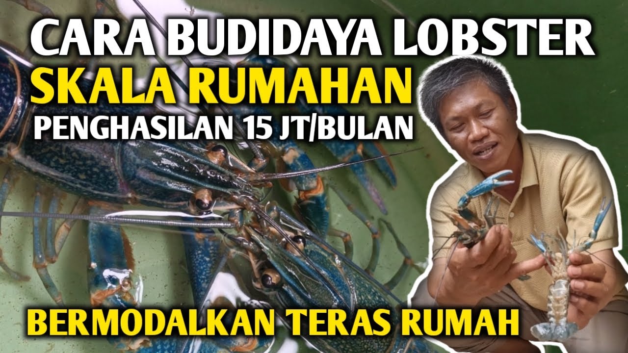 15 JUTA/BULAN, SUKSES BUDIDAYA LOBSTER SKALA RUMAHAN