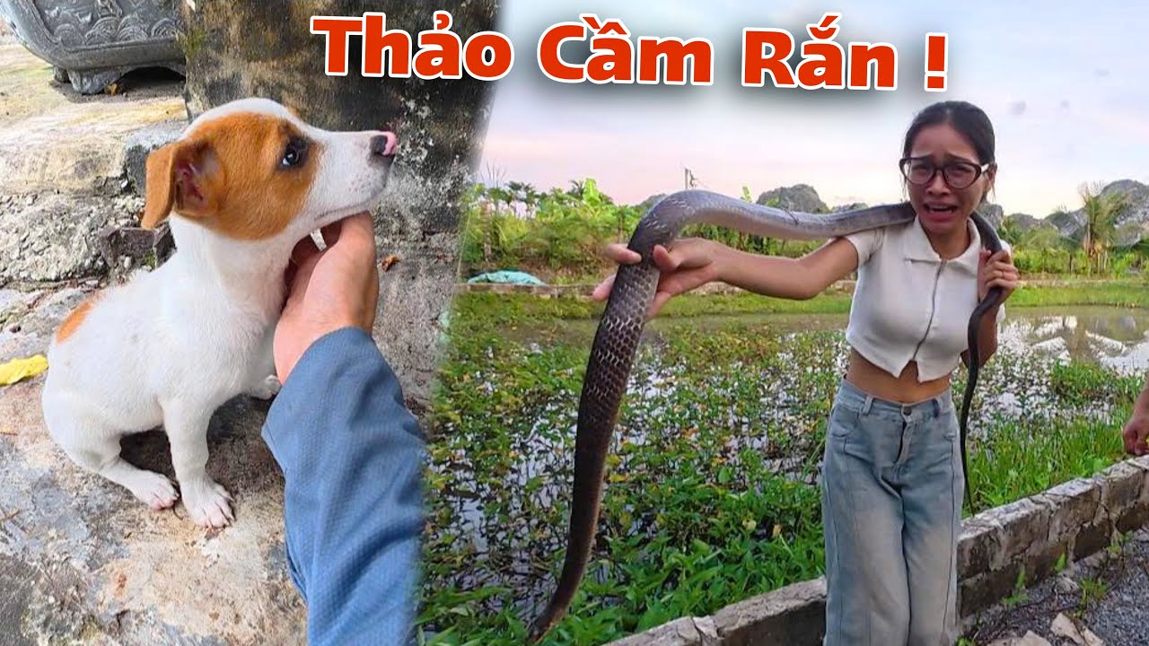 Tin Vui Chó Trắng Mũi Đỏ Đã Được Nhận Nuôi Và Thảo Lần Đầu Can Đảm Cầm Rắn | Dương KC@Tuấn Ăng Vlog