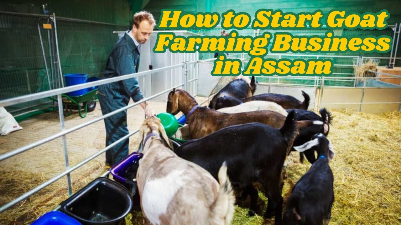 How to Start Goat Farming Business&nbsp;in&nbsp;Assam  | Complete Guide for Beginners