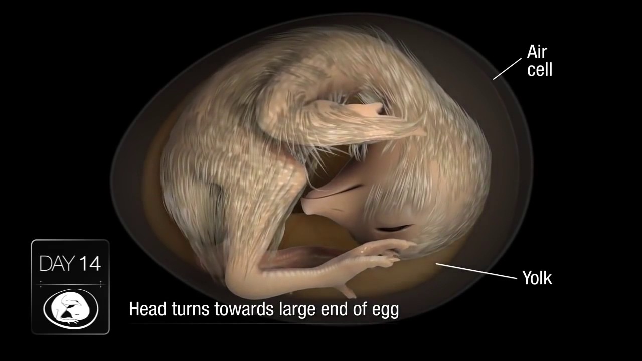 Sự phát triển của phôi gà