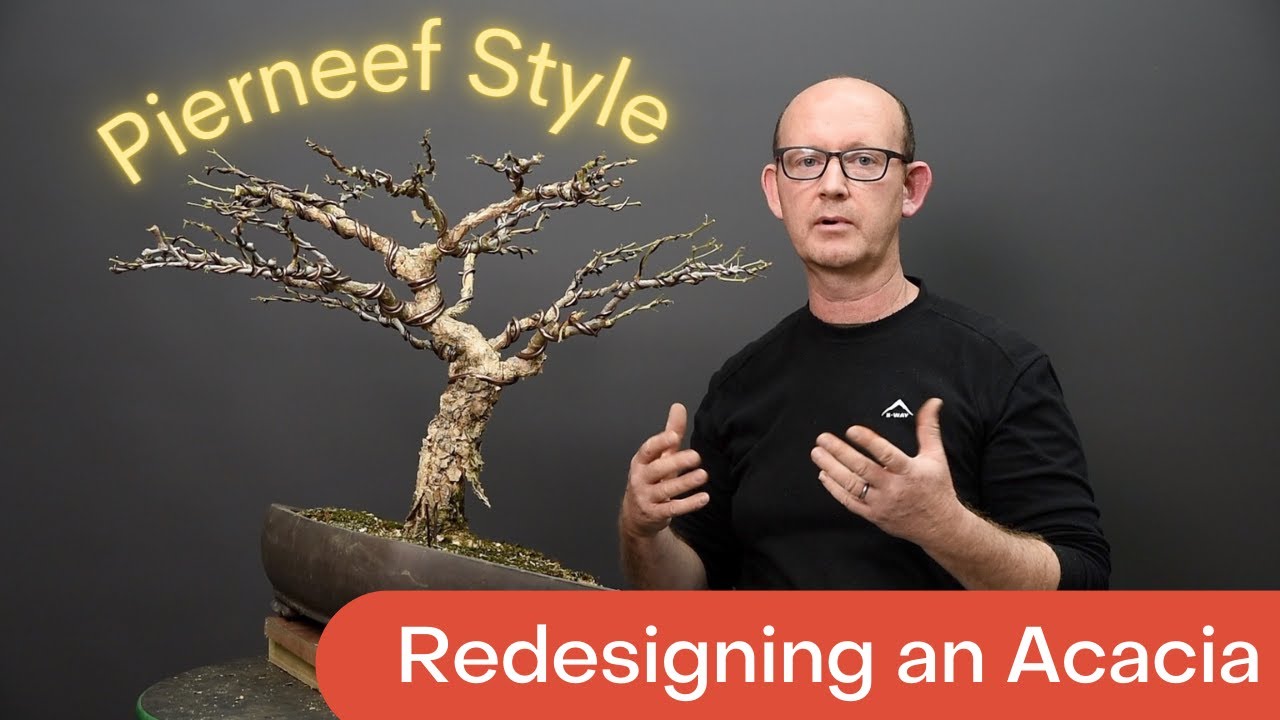 Redesigning an Acacia - Pierneef Style
