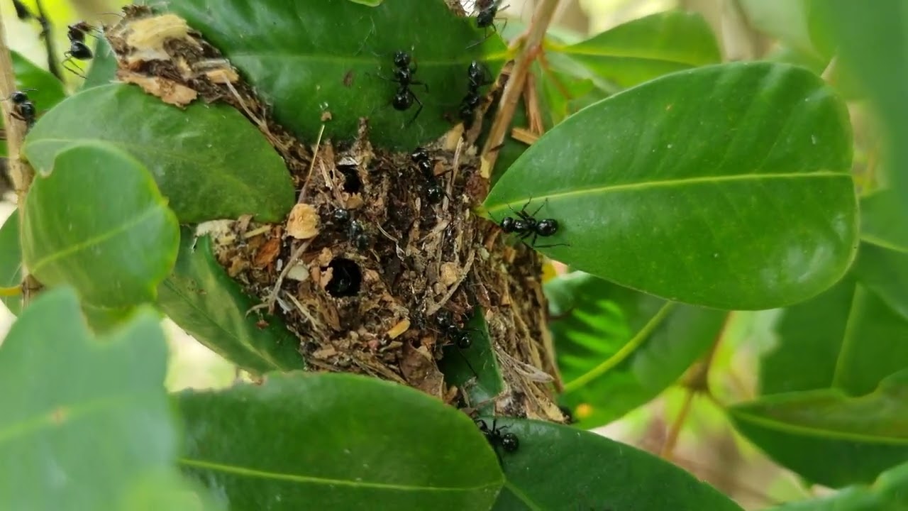 Black Weaver Ants (Polyrhachis Cyrtomyrma)