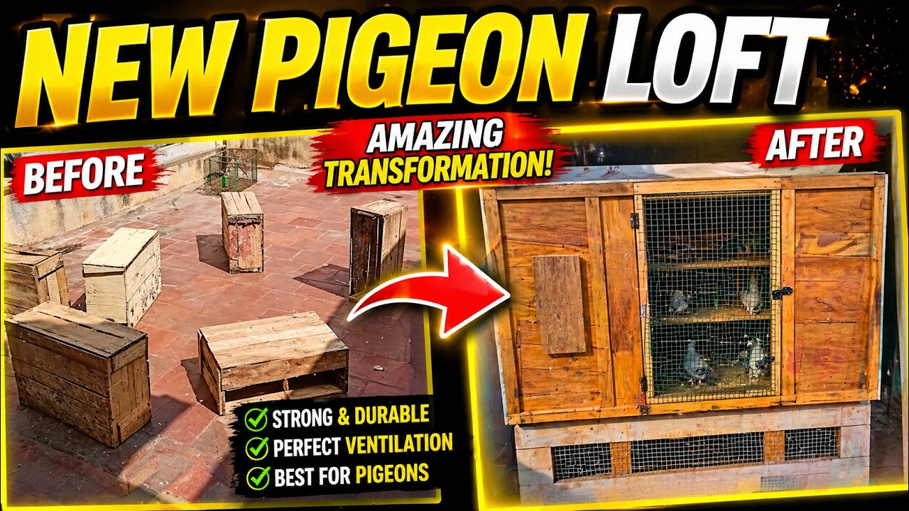 New pigeon loft | how to make pigeon cage? | Apple box la pura koondu saivathu eppadi? | Pr Pigeons