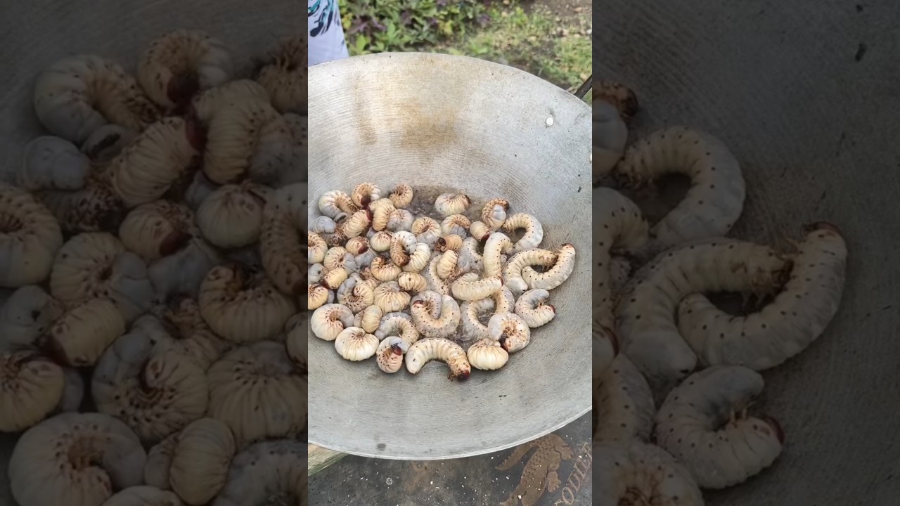 Sizzling & Crispy! Frying Coconut Worms in Oil! 🐛🍳 (Exotic Food!)