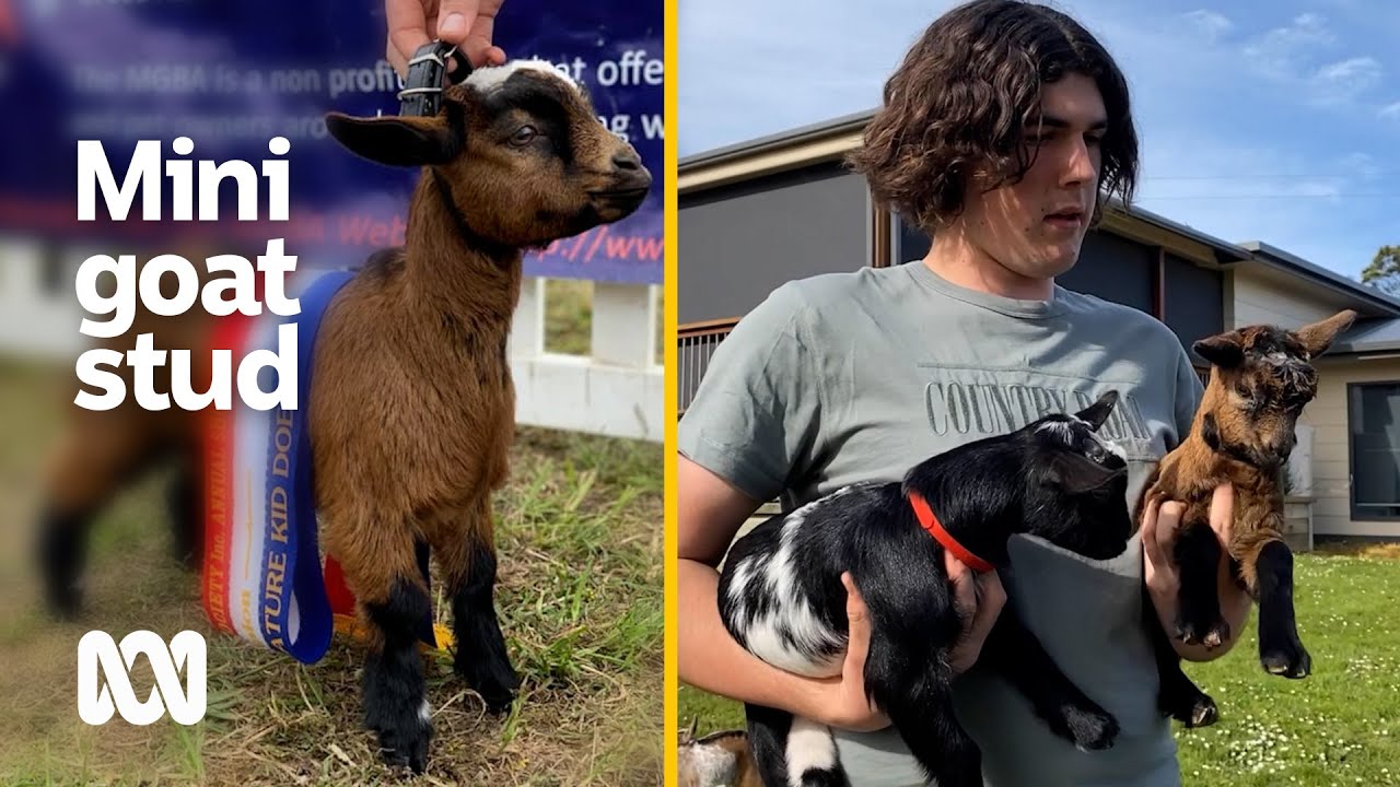 17-year-old Charlie runs his own miniature goat stud 🐐😍 | ABC Australia