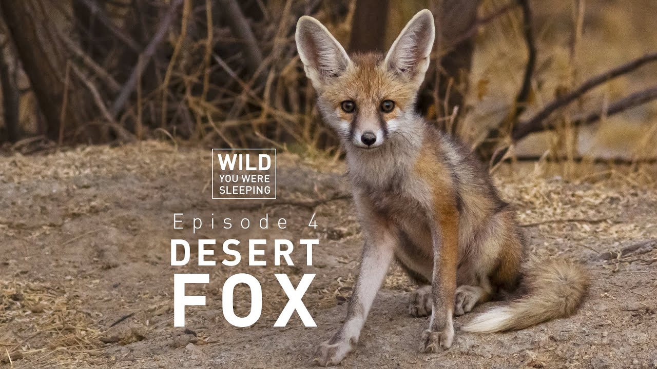 Desert Fox | Wild You Were Sleeping | FULL EPISODE | THT Films