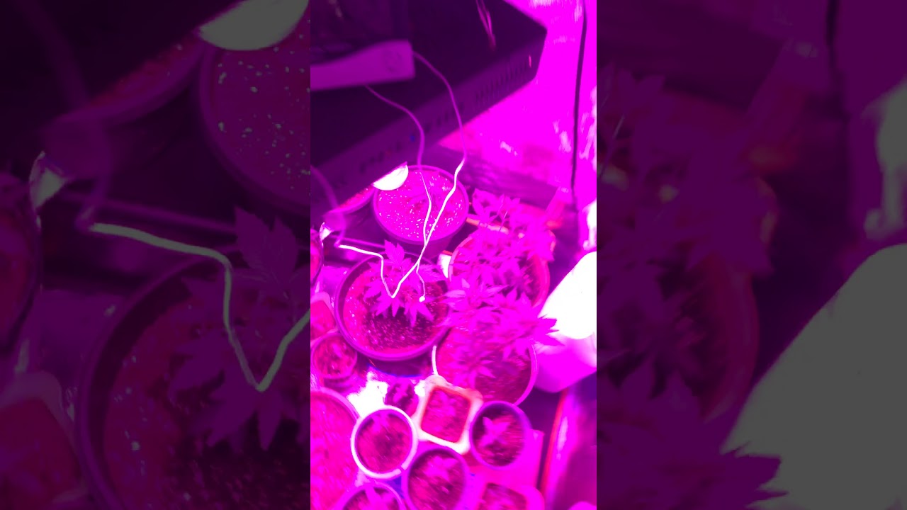 600w Philzon light review