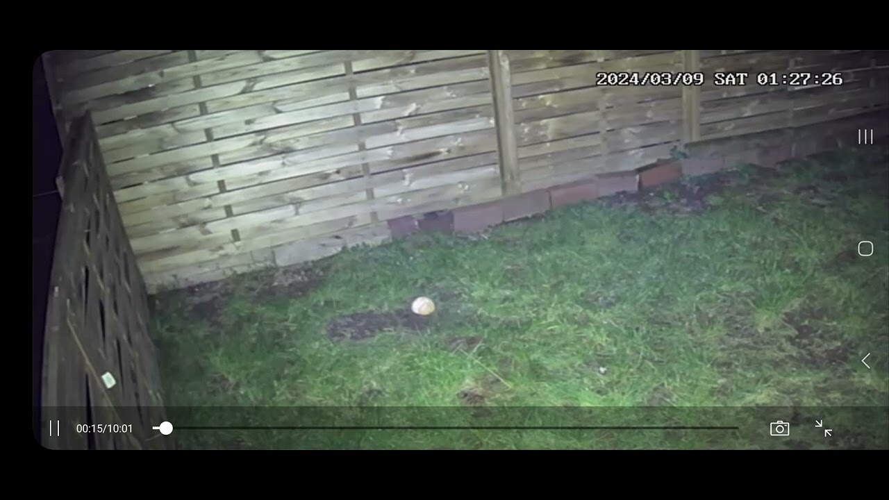 tu&eacute; un rat &agrave; la carabine a plomb