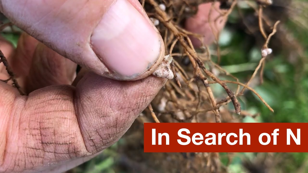 В поисках азота