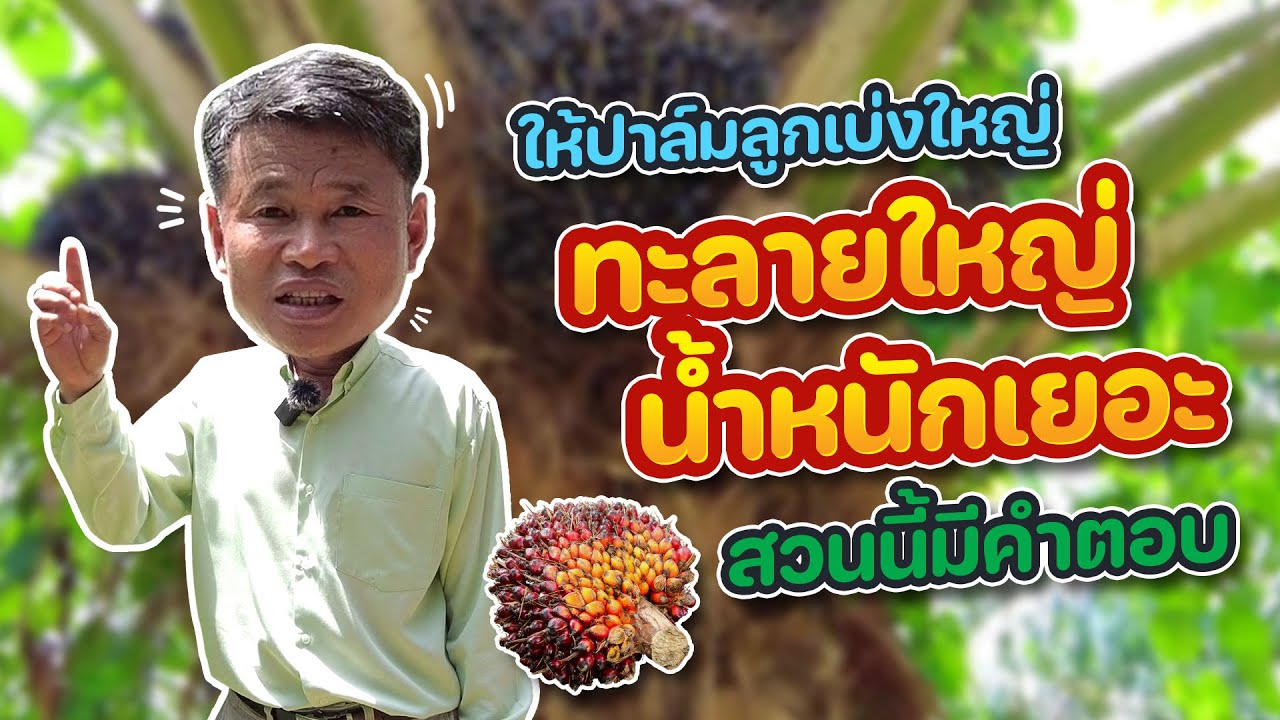 ให้ปาล์มลูกเบ่งใหญ่ ทะลายใหญ่ น้ำหนักก้เยอะ สวนนี้มีคำตอบ #ปาล์มน้ำมัน