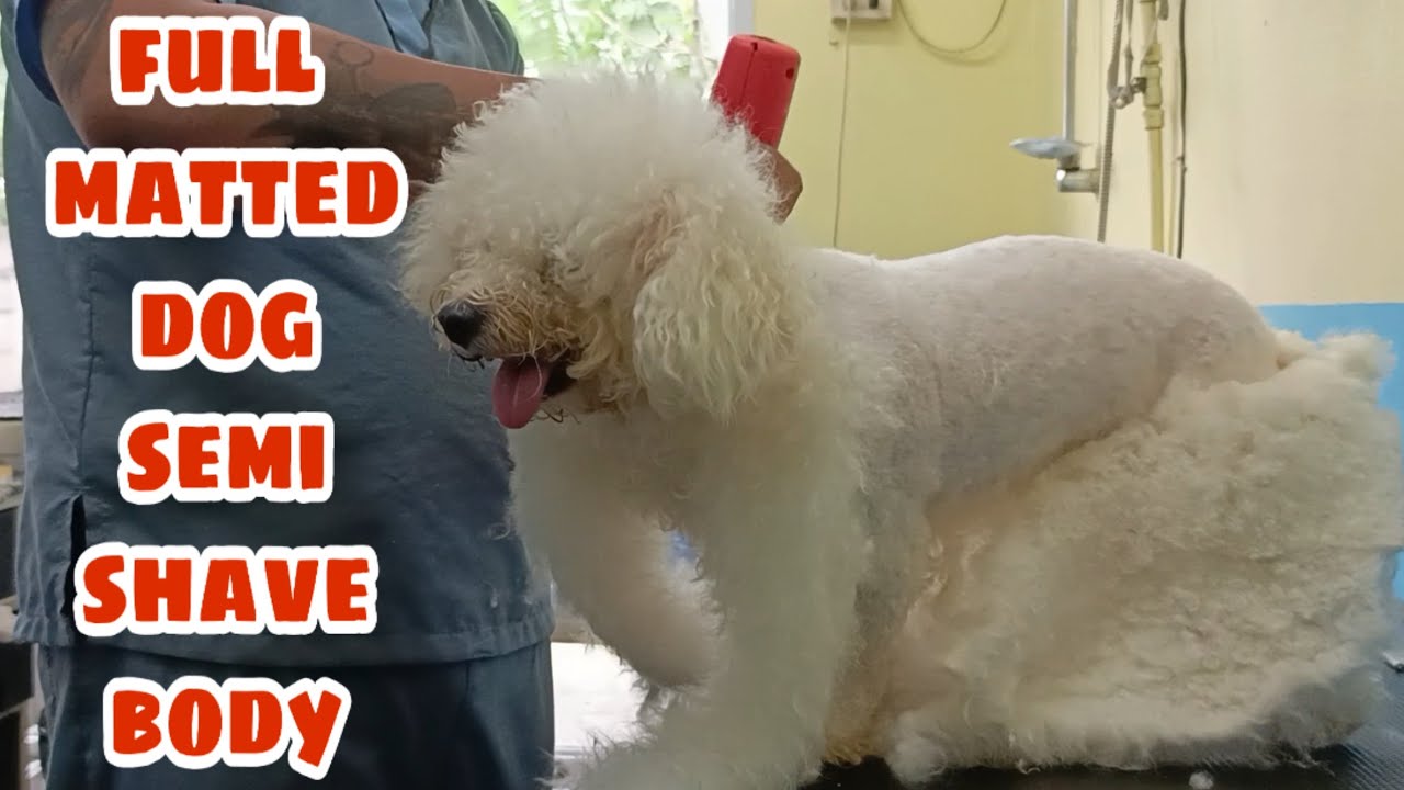 Fully matted toy poodle SEMI-SHAVE body spared head | Professional Dog Grooming Clipper/Clipping
