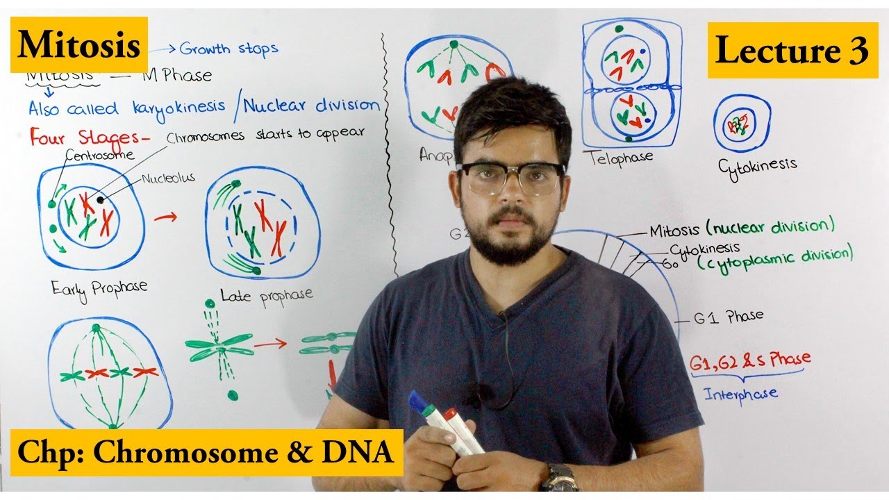 Mitosis | Stages of Mitosis | Cell cycle | Lecture 3