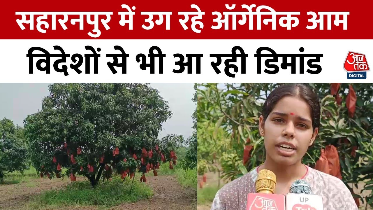Shahranpur में 20 साल की लड़की उगा रही Organic आम, विदेशों से भी आ रही आम खरीदने की डिमांड | Aaj Tak