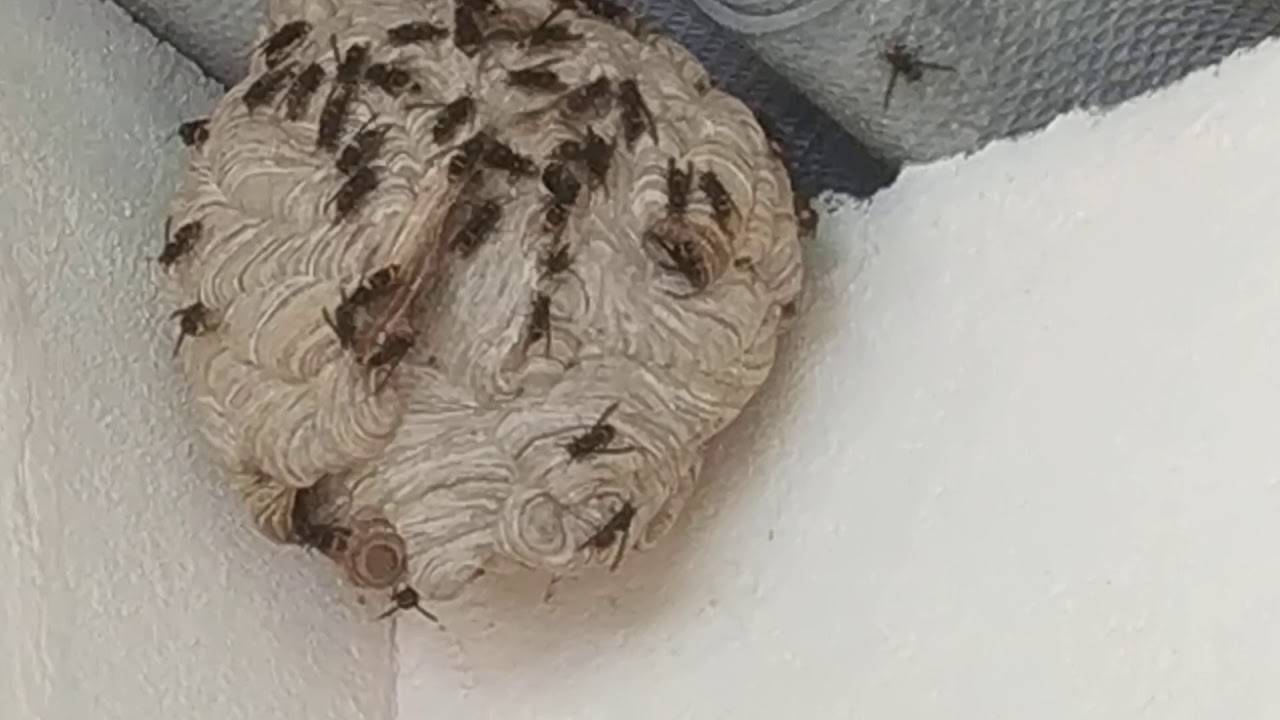 Nido de Vespa asi&aacute;tica nigrithorax