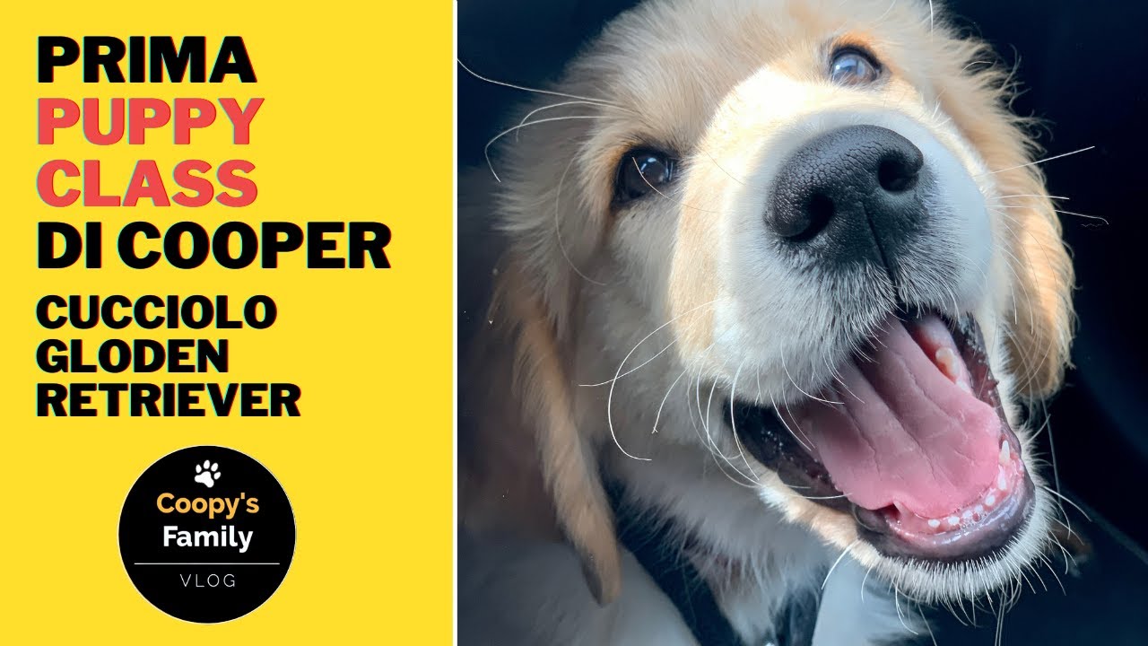 Prima puppy class di Cooper | Socializzazione del Cucciolo di Golden Retriever 3 mesi