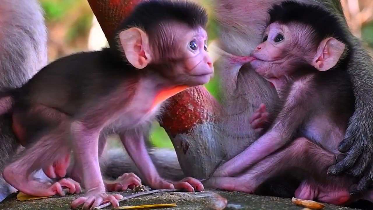 Adorable Wildlife 2026, So Cute Moments Of Baby monkey Near Old Mommy