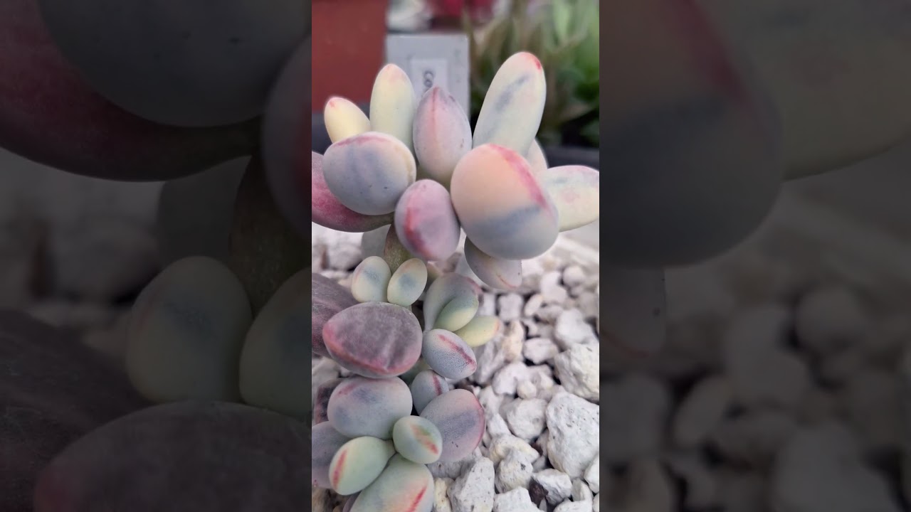 cotyledon Orbiculata variegado #flowers #suculentas #garden #mexico #plantas #jardin #viral #flores