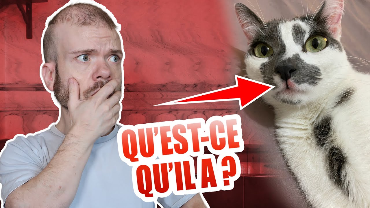 MON CHAT A UN PROBLÈME 😥 | VLOG