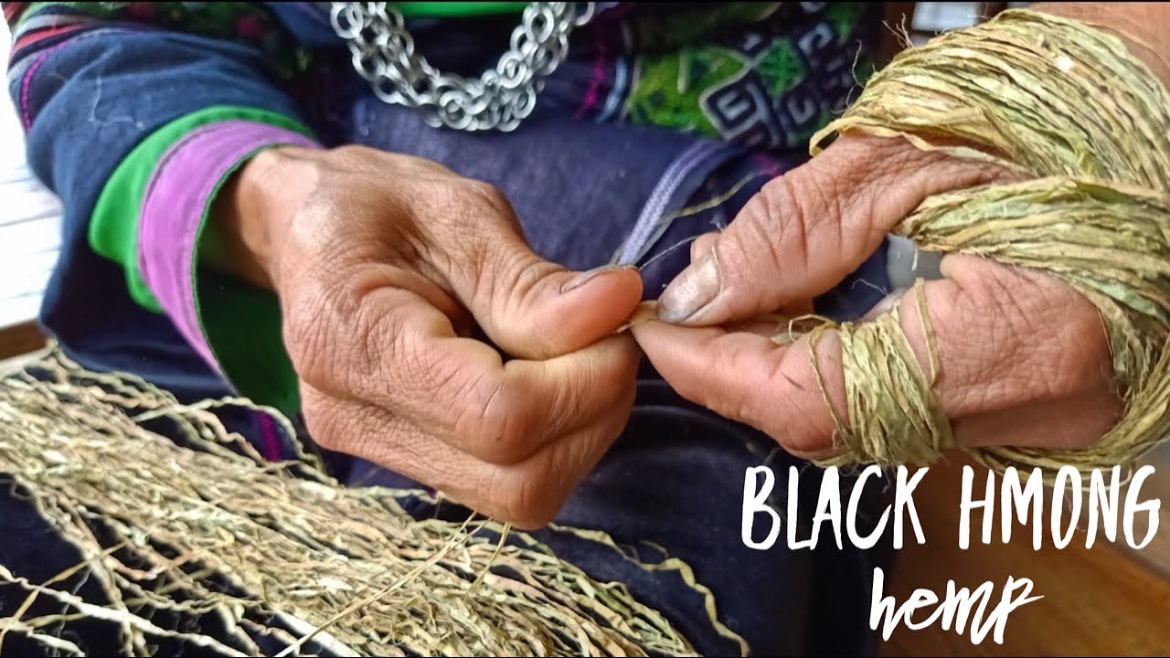 Black Hmong Hemp