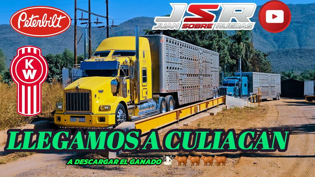 🐂 KENWORTH T800 CENTENARIO GANADERO RUMBO A DESCARGAR #truck