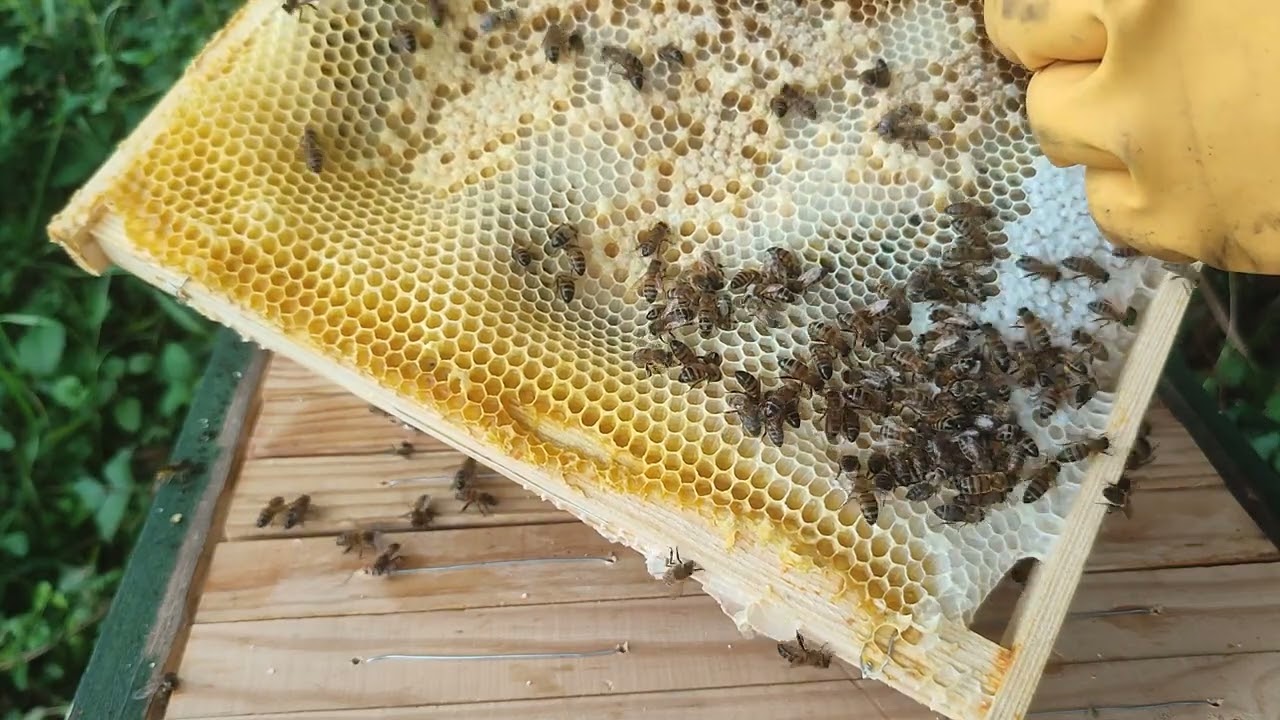 Inspection of 20 frame Layens home made Alderaan hive