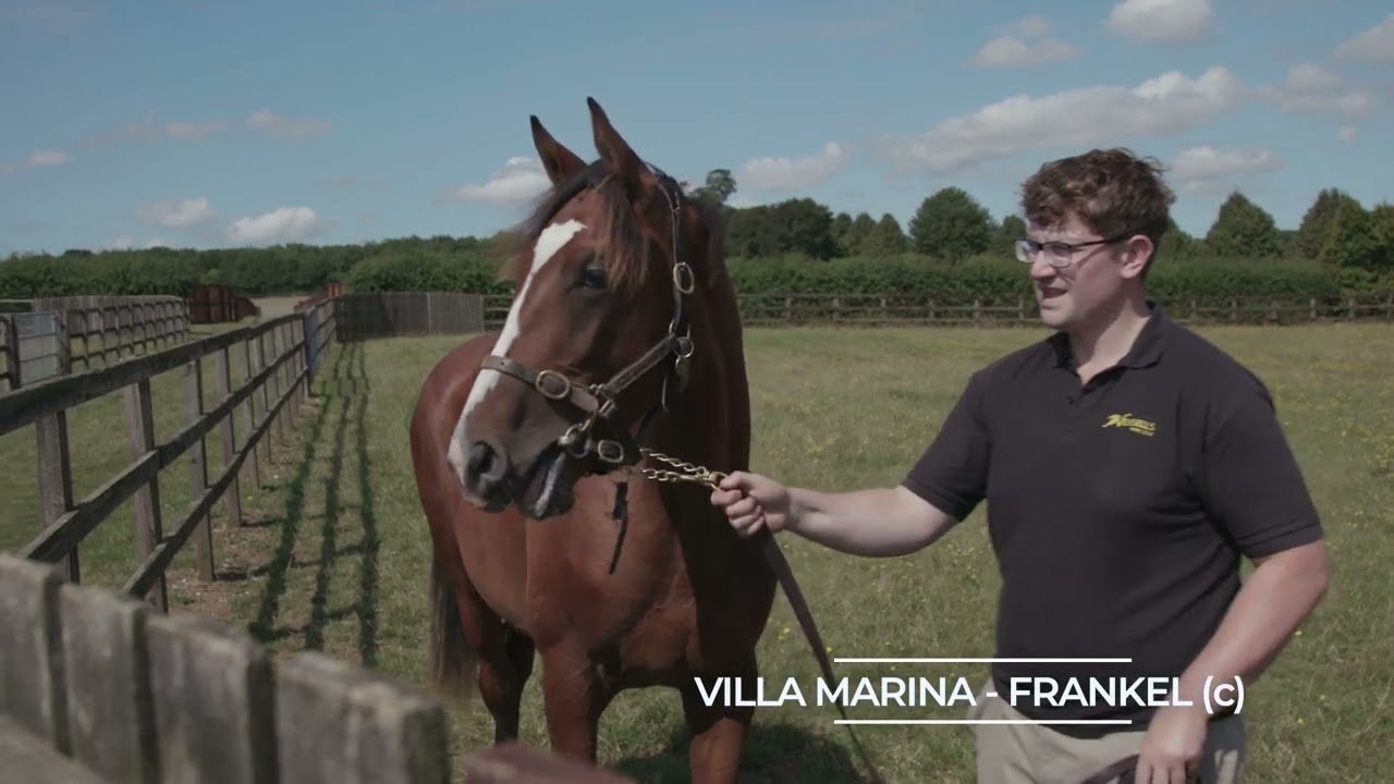 Crafting Champions Yearling Sales Prep - Part 1