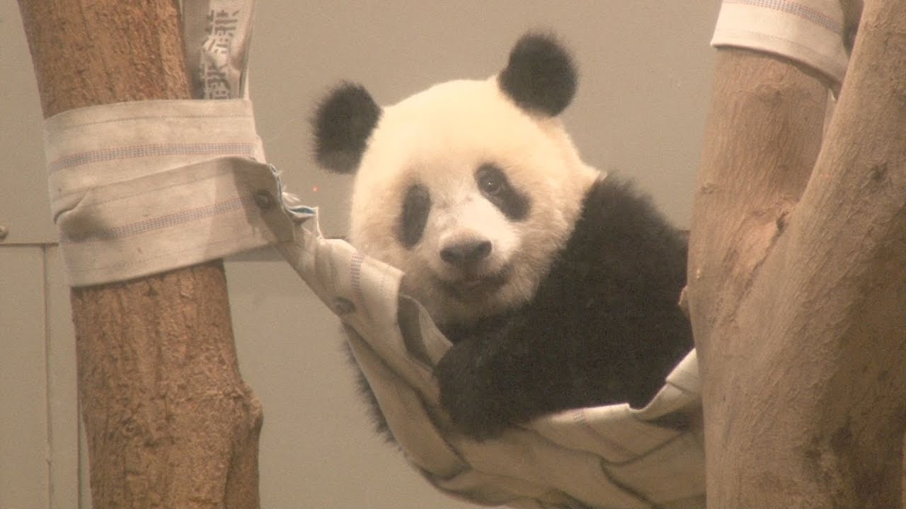 ハンモック楽しいな シャンシャン1歳に