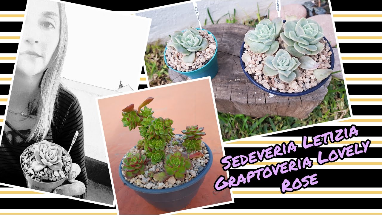 Sedeveria Letizia y Graptoveria Lovely Rose - Cuidados y Reproducción - Les cuento un poco sobre mí
