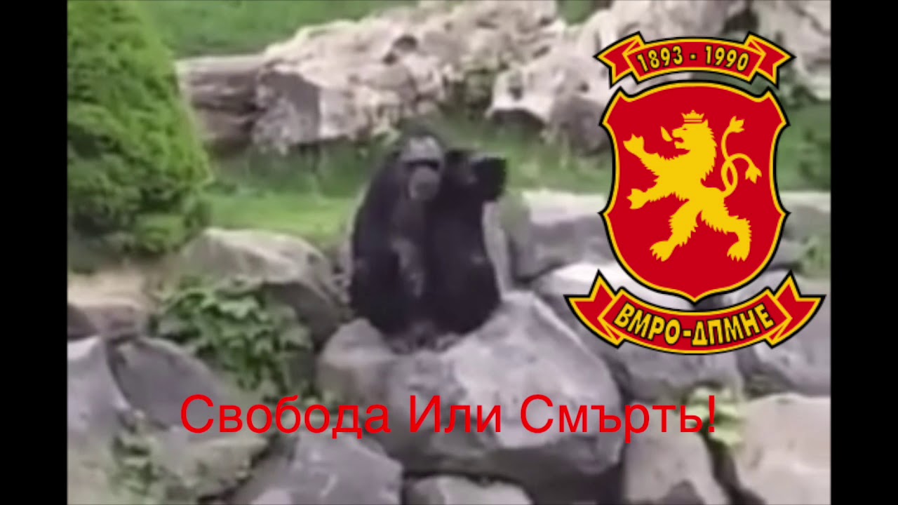 Svoboda Ili Smrt | Internal Monkeydonian Revolutionary Organization