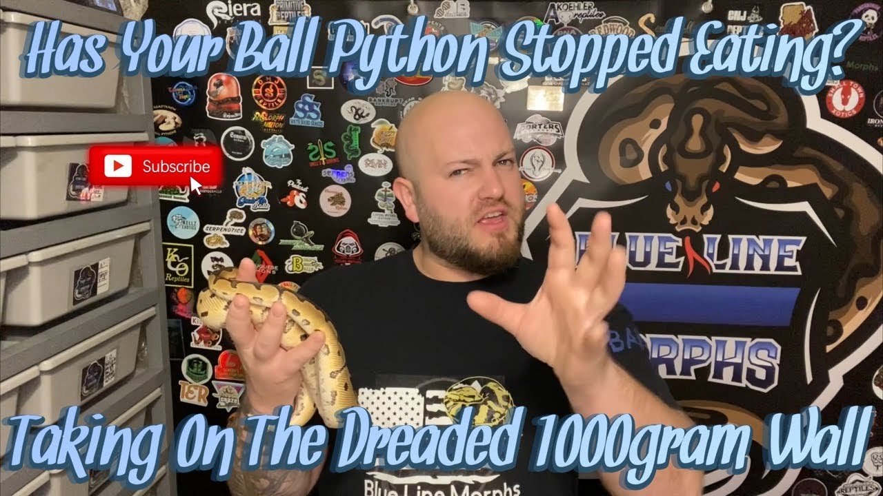 Watch This If Your Ball Python Stopped Eating! Taking On the DREADED 