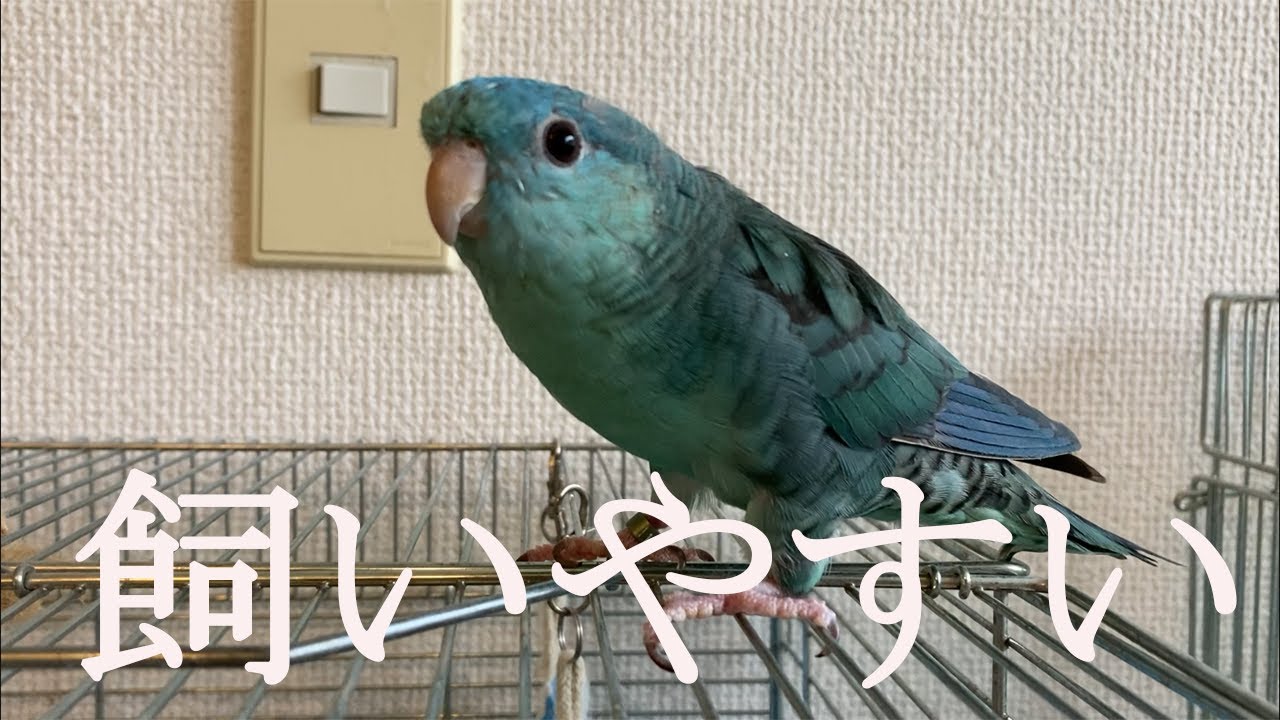 大人しすぎるインコ【飼いやすい】【癒し系】【おすすめ】