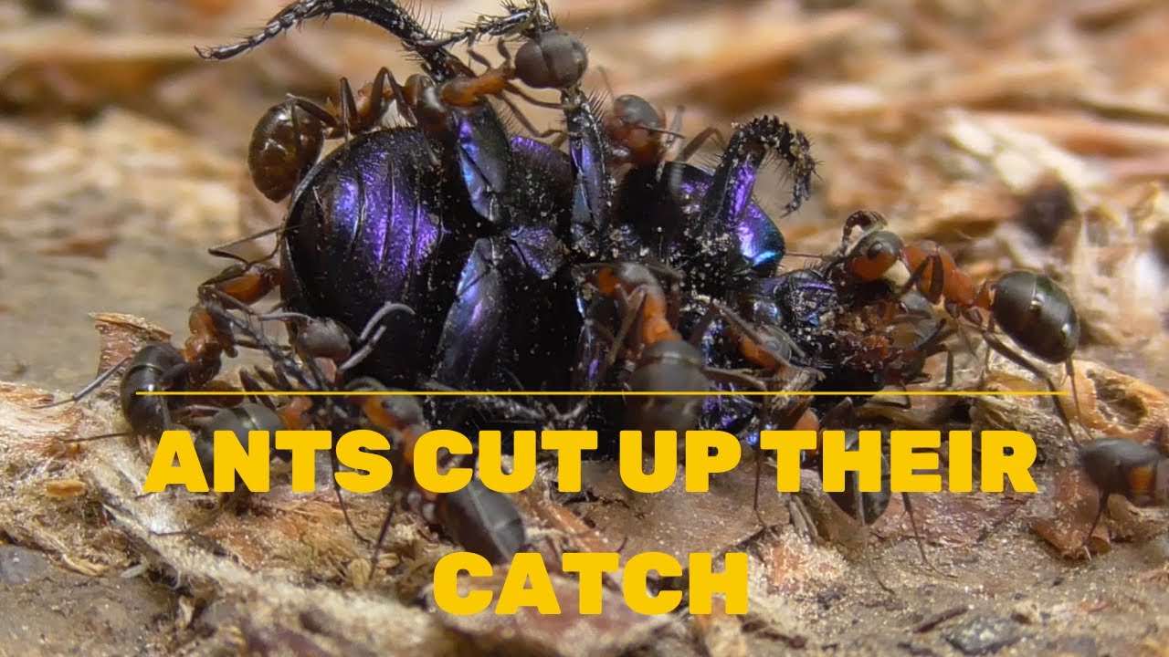 MRAVENCI PORCUJ&Iacute; svůj &uacute;lovek | ANTS CUT up their catch #shorts #manfromnature