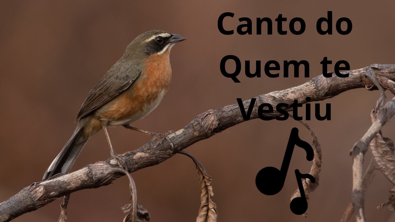 Canto do Quem te Vestiu  Poospiza Nigrorufa 🐦🐦