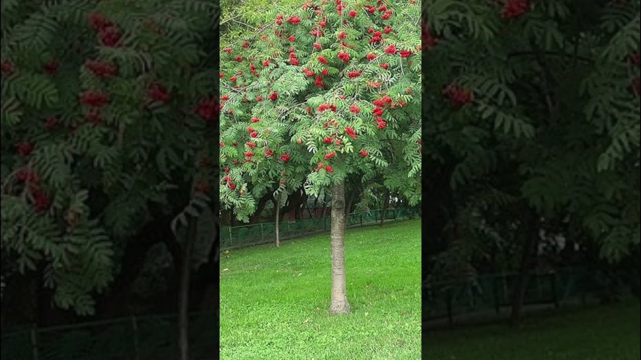 Выращивание Рябины #земля #лесной #рябина
