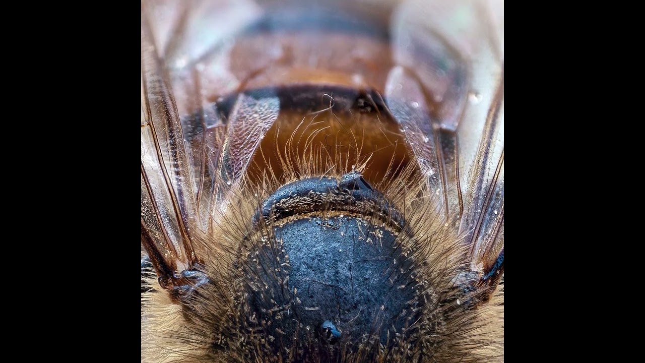 Pszczoła miodna. Apis mellifera. Macro