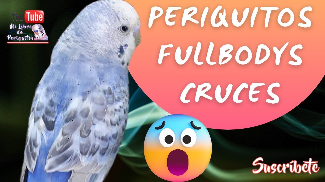 ⏯️ Periquitos Fullbodys 🦜 Como Cruzarlos