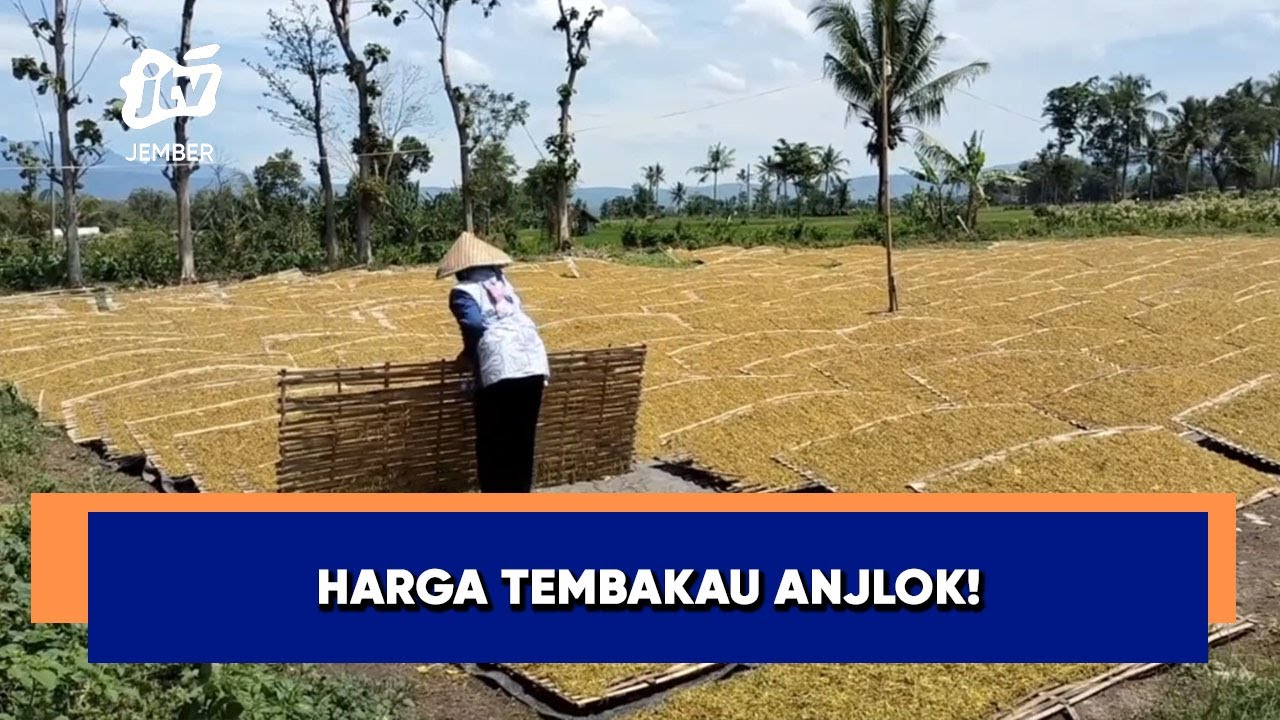 KEMARAU BASAH BIKIN HARGA TEMBAKAU ANJLOK, PETANI BONDOWOSO MERUGI