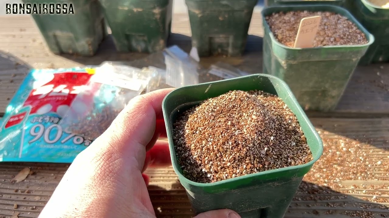 【2026実生】数年後遊ぶために種を植える #盆栽 #bonsai